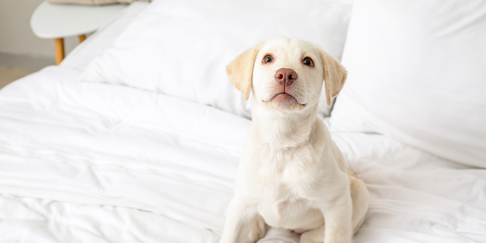 Cómo asegurar el bienestar de tu cachorro en su nuevo hogar