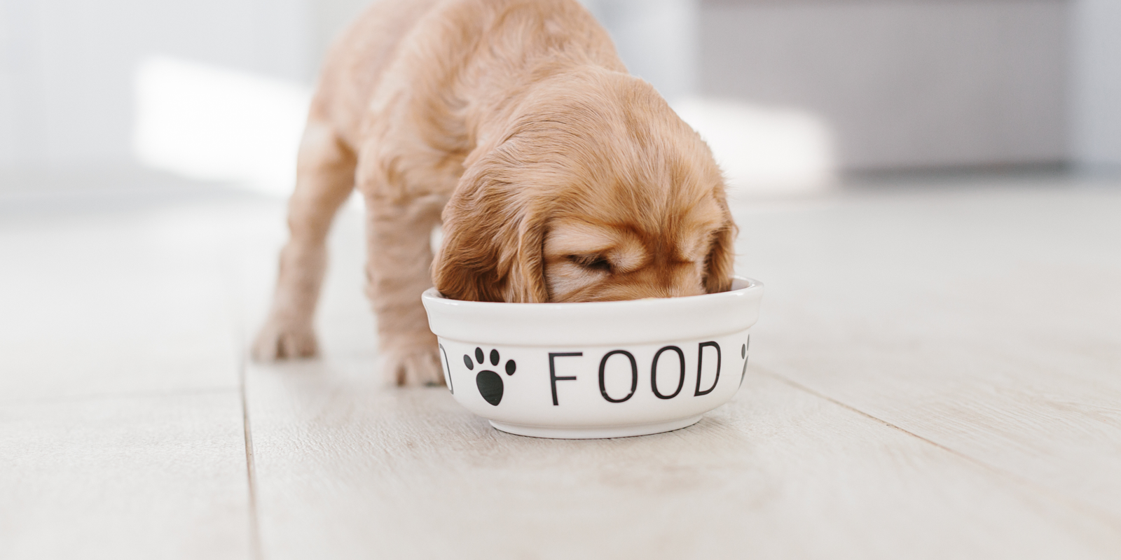 Qué darle de comer a tu cachorro Guía de alimentación saludable